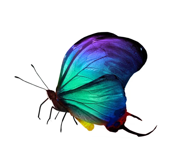 Colorful butterfly — Stock Photo, Image