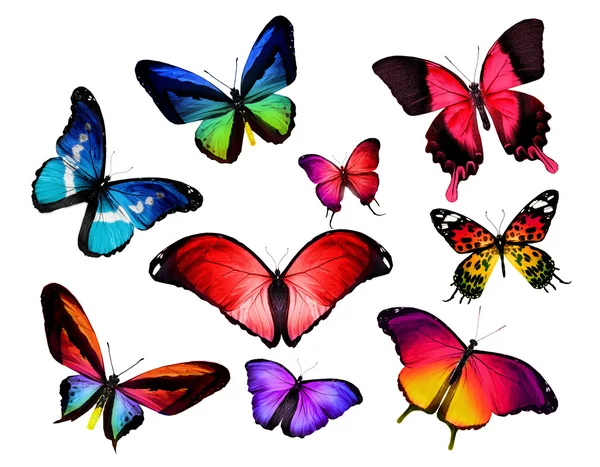 Butterflies — Stock Photo, Image