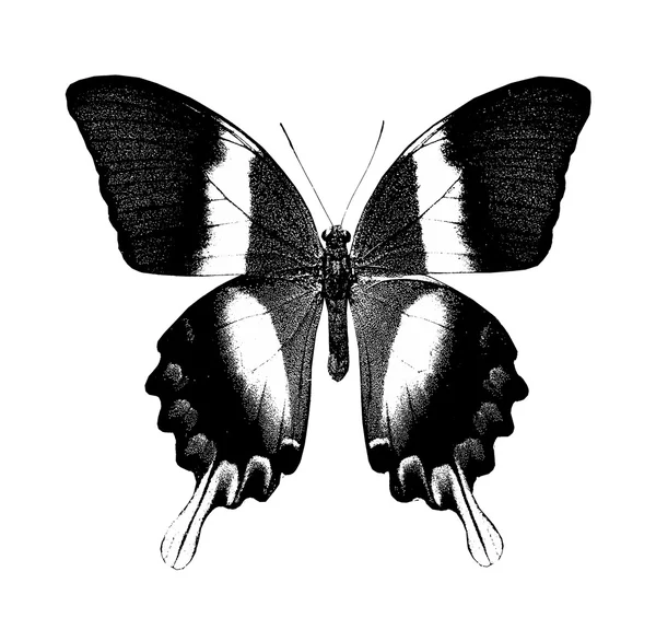 Mariposa blanca y negra —  Fotos de Stock