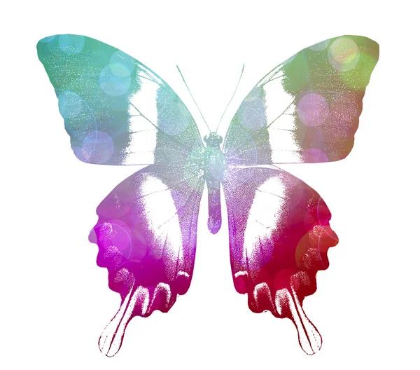 화려한 나비 — 스톡 사진