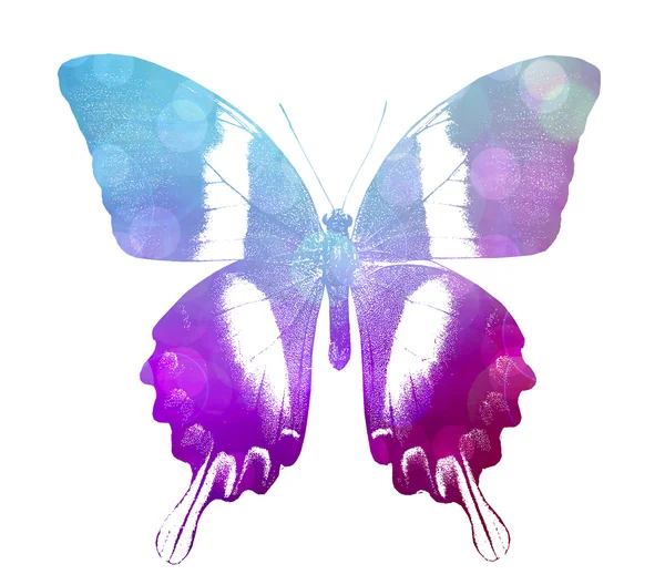 紫色の蝶 — ストック写真