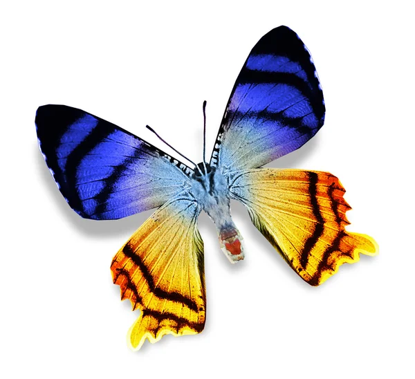 蓝色和黄色的蝴蝶 — 图库照片