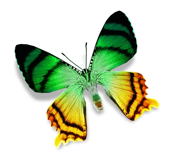 Green and yellow butterfly — Stock Photo, Image