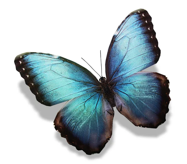 Mariposa azul — Foto de Stock