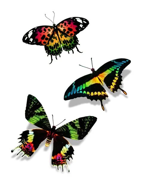 Três borboletas — Fotografia de Stock