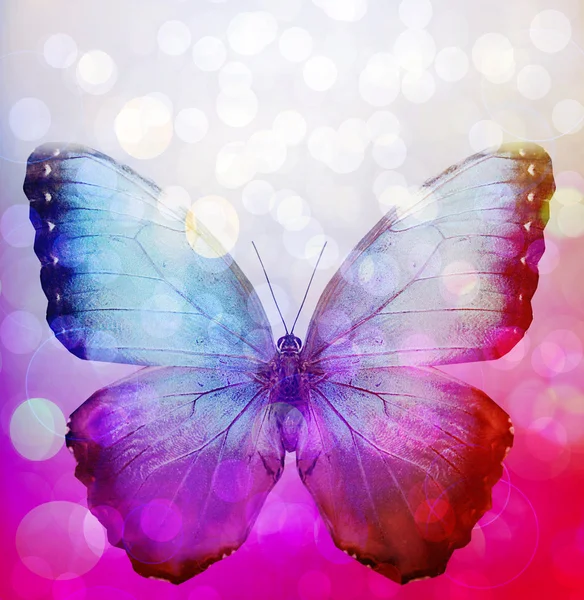 Fundo com borboleta — Fotografia de Stock