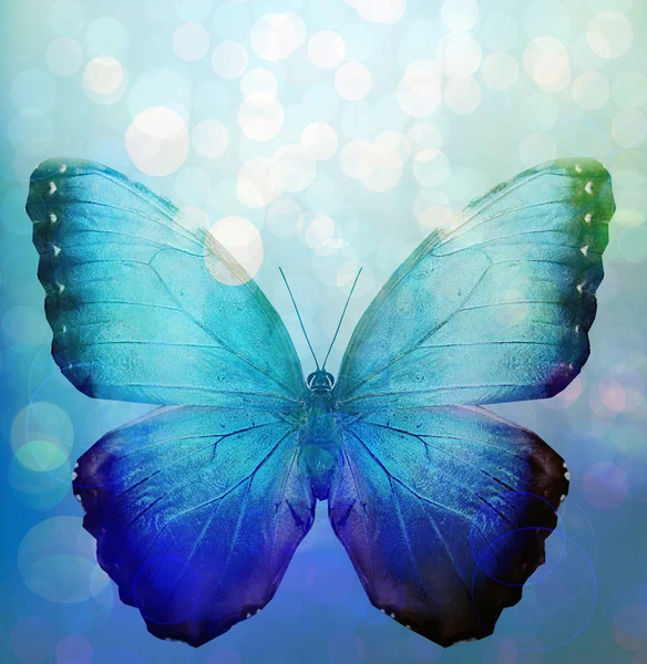 Blue background with butterfly — Stock Photo, Image