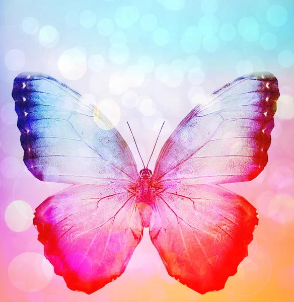 Fundo com borboleta — Fotografia de Stock