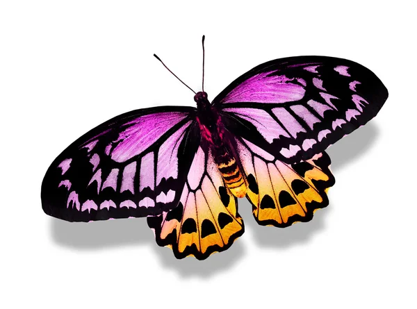Barevný motýl — Stock fotografie