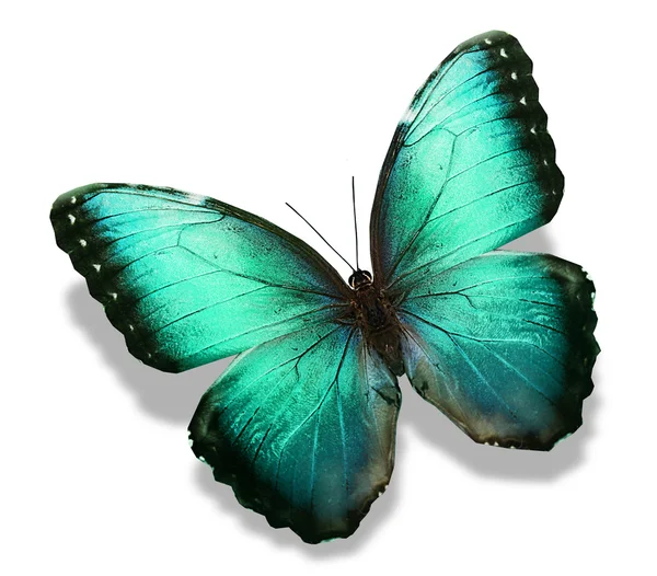 Πράσινη πεταλούδα — Φωτογραφία Αρχείου