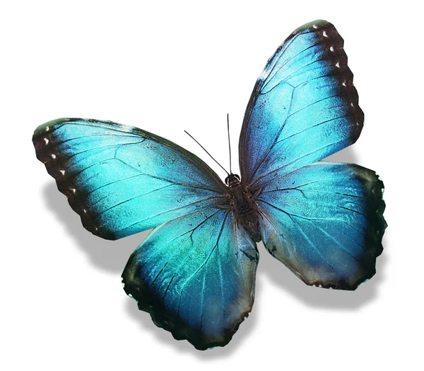 Papillon bleu — Photo