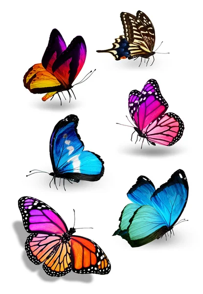 Motýli — Stock fotografie