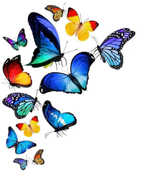 Butterflies — Stock Photo, Image