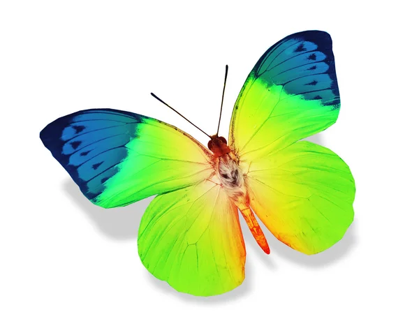 Green and blue butterfly — Stock Photo, Image