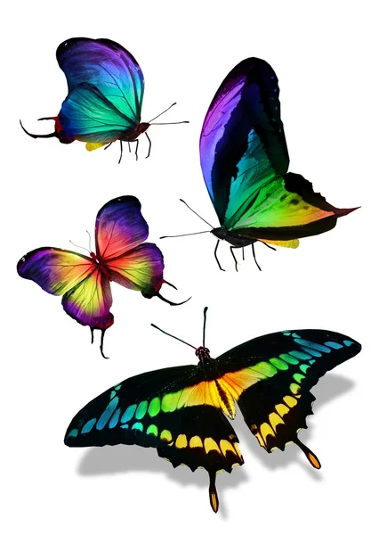 Butterflies — Stock Photo, Image