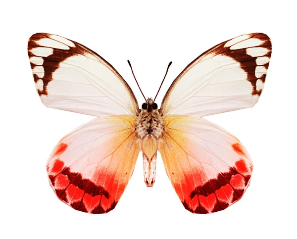カラフルな蝶 — ストック写真