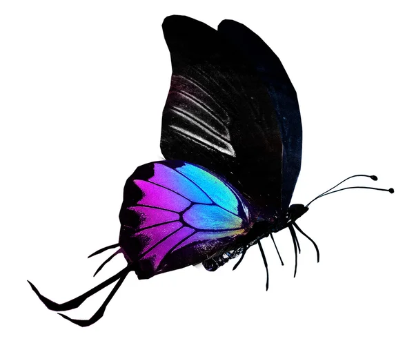 Colorful butterfly — Stock Photo, Image