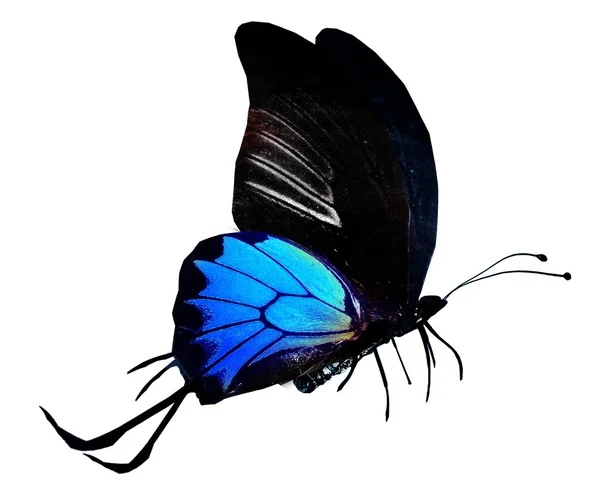 Schwarzer und blauer Schmetterling — Stockfoto