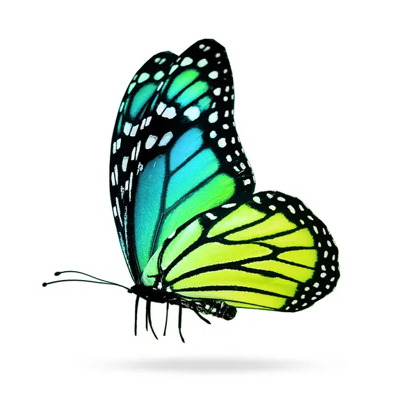 컬러 나비 — 스톡 사진