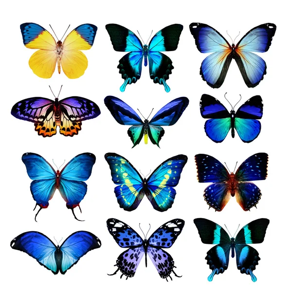 Mariposas — Foto de Stock