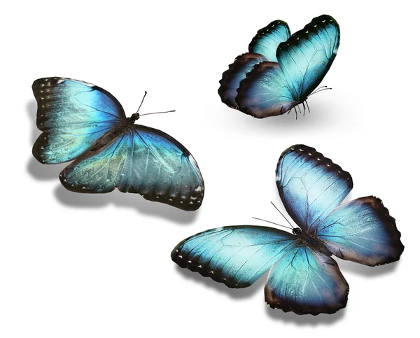 Modré motýli — Stock fotografie