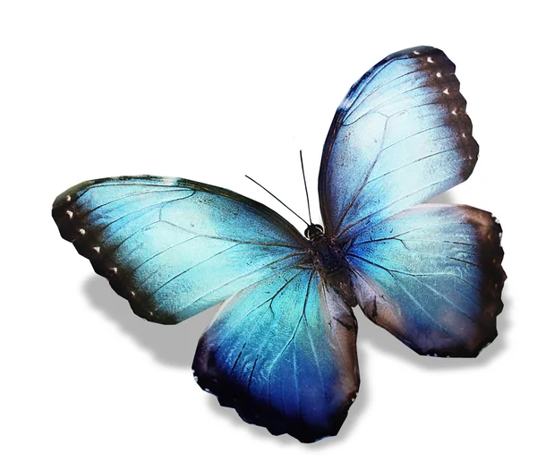 Mariposa azul — Foto de Stock