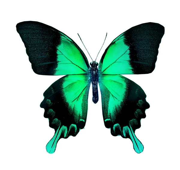 Zielony i czarny motyl — Zdjęcie stockowe