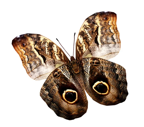 Brown butterfly — Stock Photo, Image