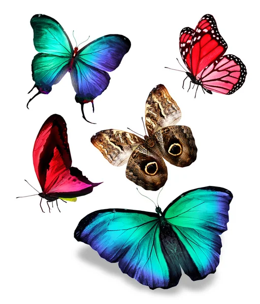 Butterflies — Stock Photo, Image