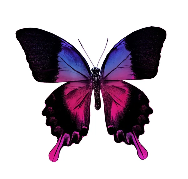 Барвистий метелик — стокове фото
