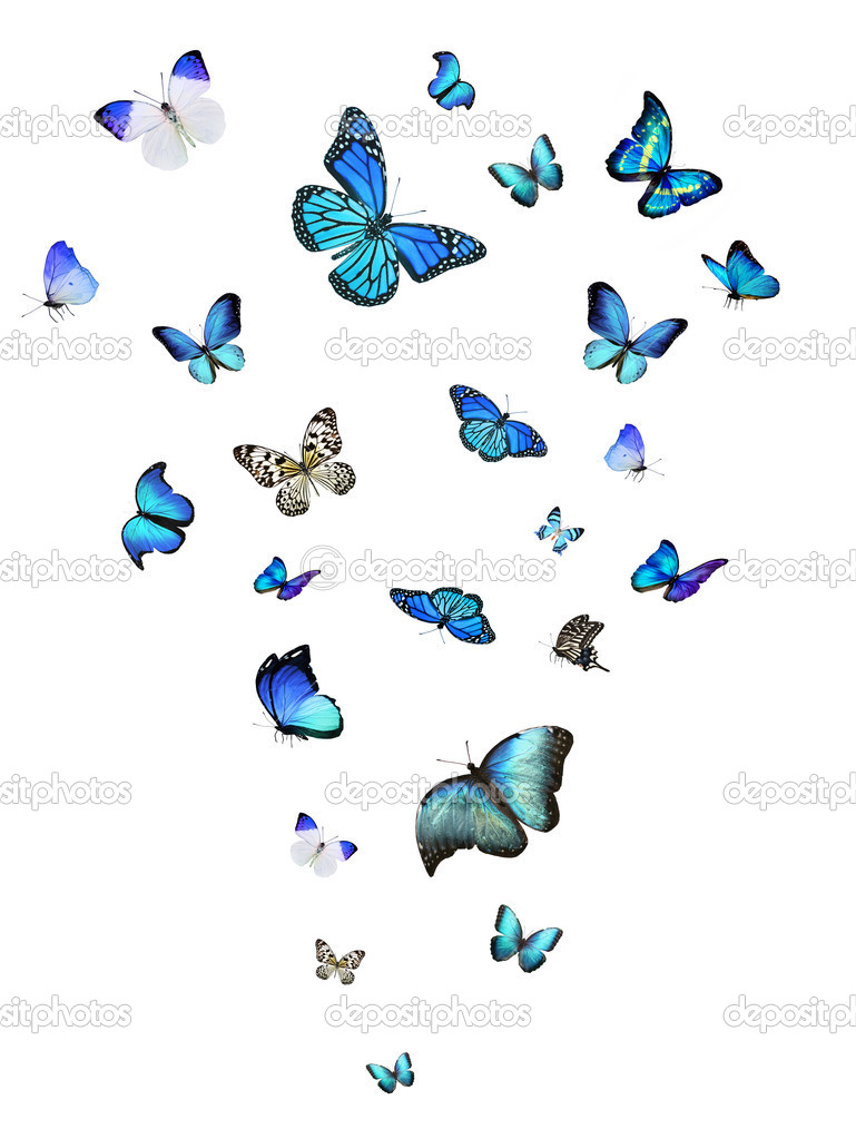 Blue butterflies Stock Photo by ©sun_tiger 47896405