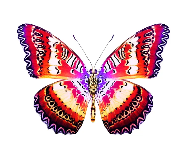 Colorful butterfly — Stock Photo, Image