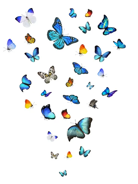 Butterflies — Stock Photo, Image