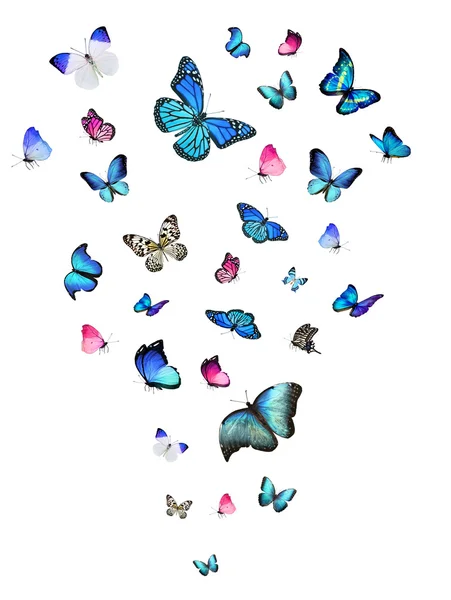 Blue and pink butterflies — Stock Photo, Image