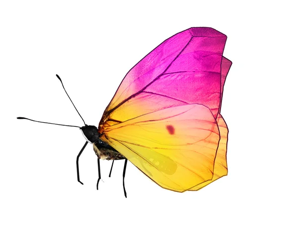 Pink and yellow butterfly — Stock Photo, Image