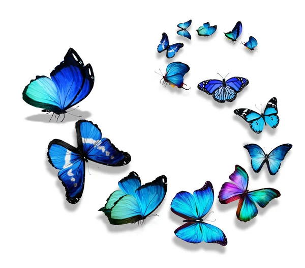 Blauwe vlinders — Stockfoto