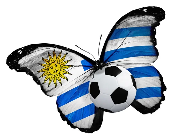 Butterfly with Uruguay flag and ball — Stock Photo, Image
