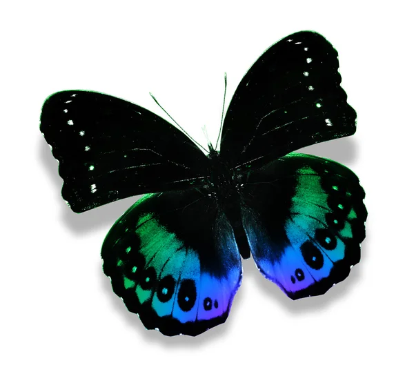 Papillon coloré — Photo