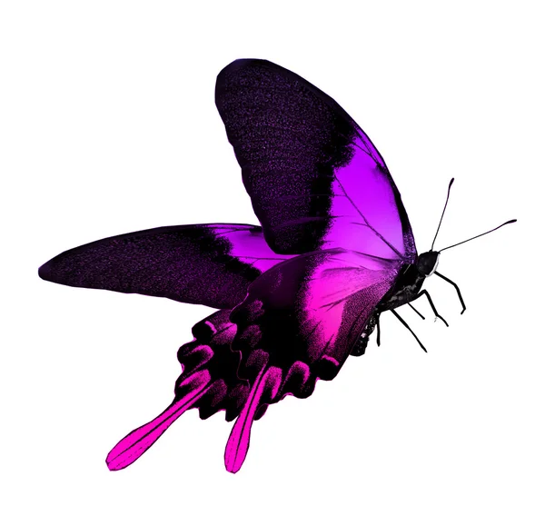 Violet butterfly — Stock Photo, Image