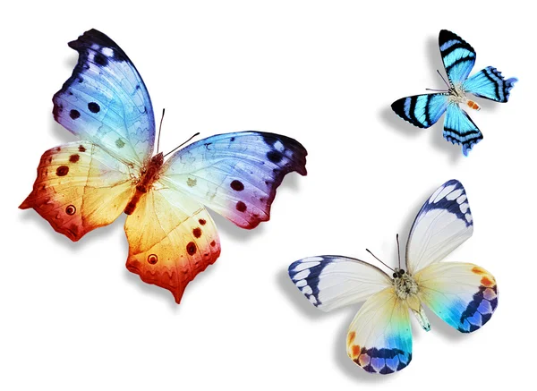 Three blue butterflies — Stock Photo, Image