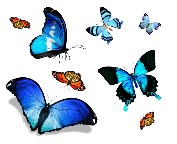 Many different butterflies — Stock Photo, Image