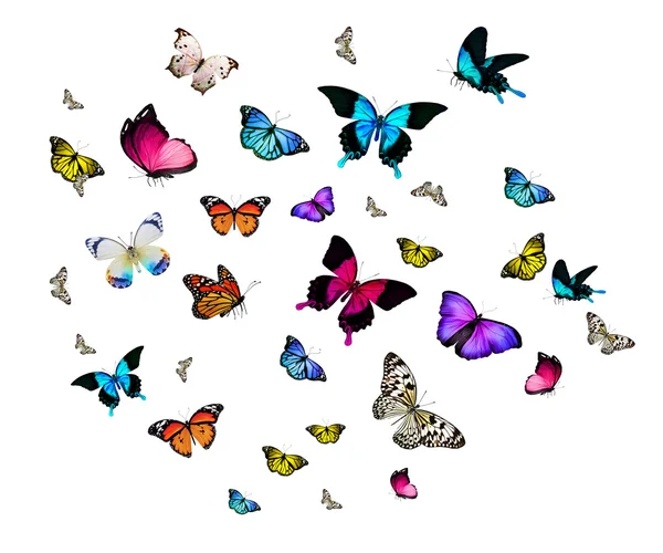 Molte farfalle diverse — Foto Stock