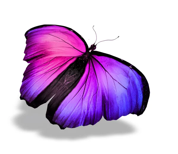 Color butterfly — Stock Photo, Image