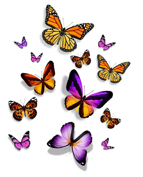 Muitas borboletas diferentes — Fotografia de Stock