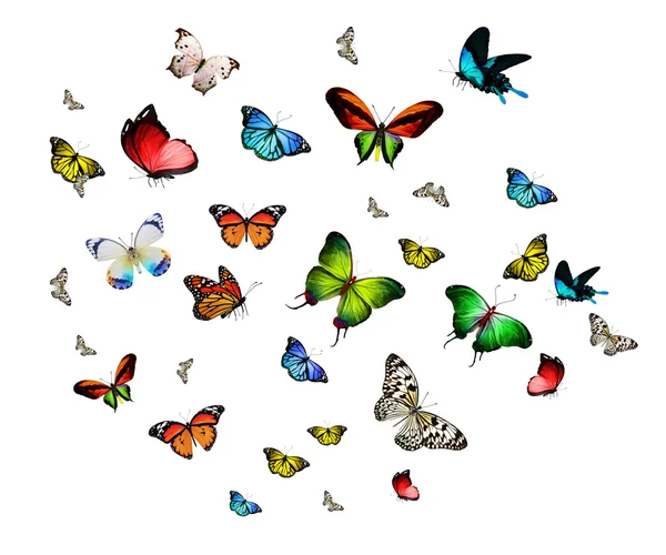 Muitas borboletas diferentes — Fotografia de Stock