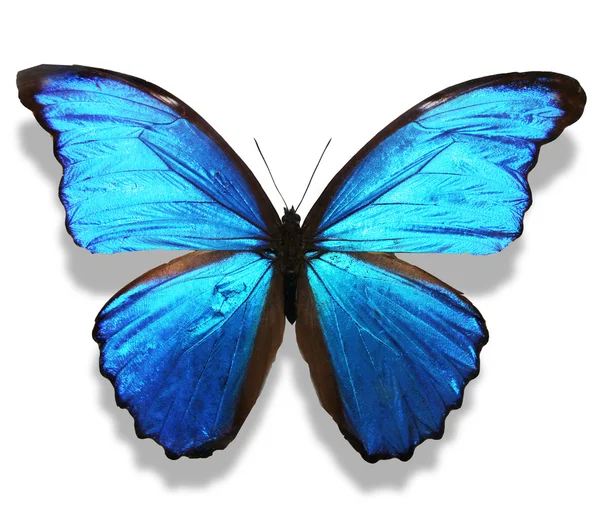 Blauer Schmetterling — Stockfoto