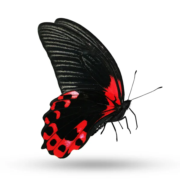 Kolor motyl — Zdjęcie stockowe
