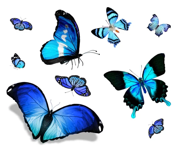 Różne motyle niebieski — Zdjęcie stockowe