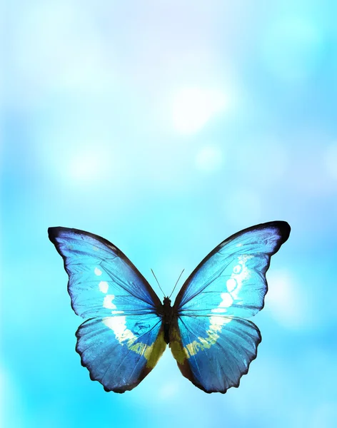 Modrý motýl — Stock fotografie
