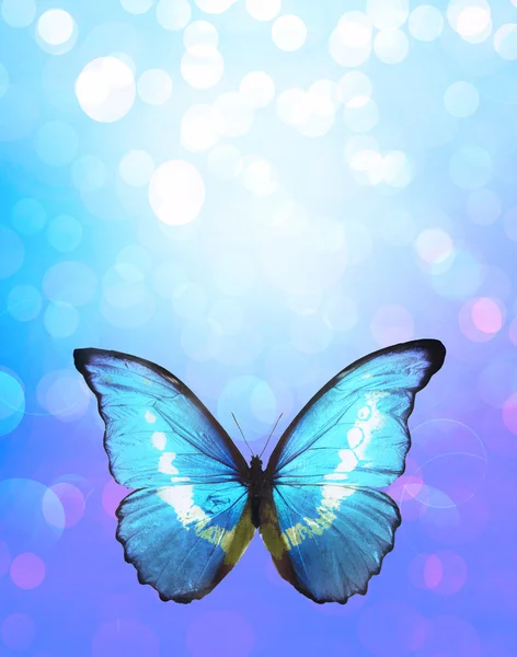 Kék pillangó — Stock Fotó